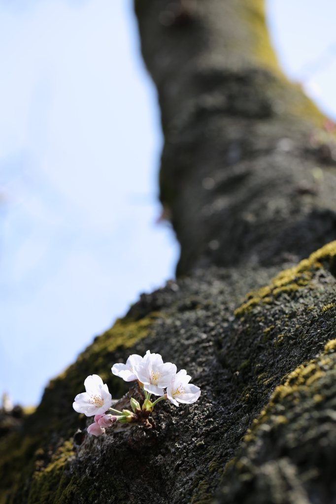幹にひっそり