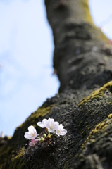 幹にひっそり