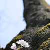 幹にひっそり