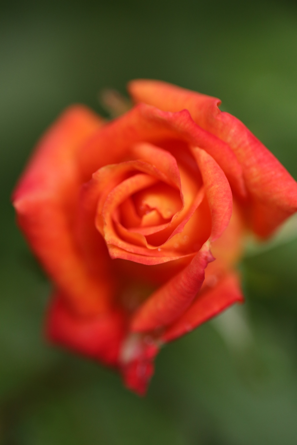 薔薇美人