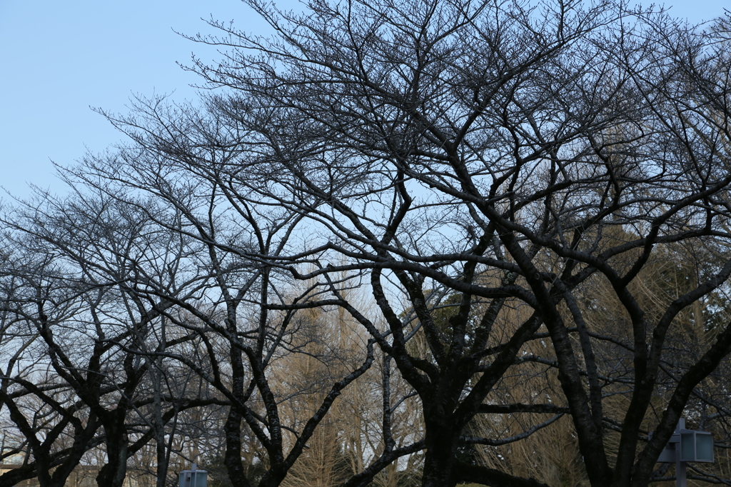 桜の木