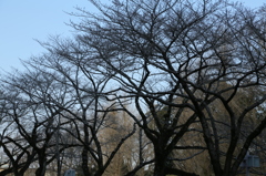 桜の木