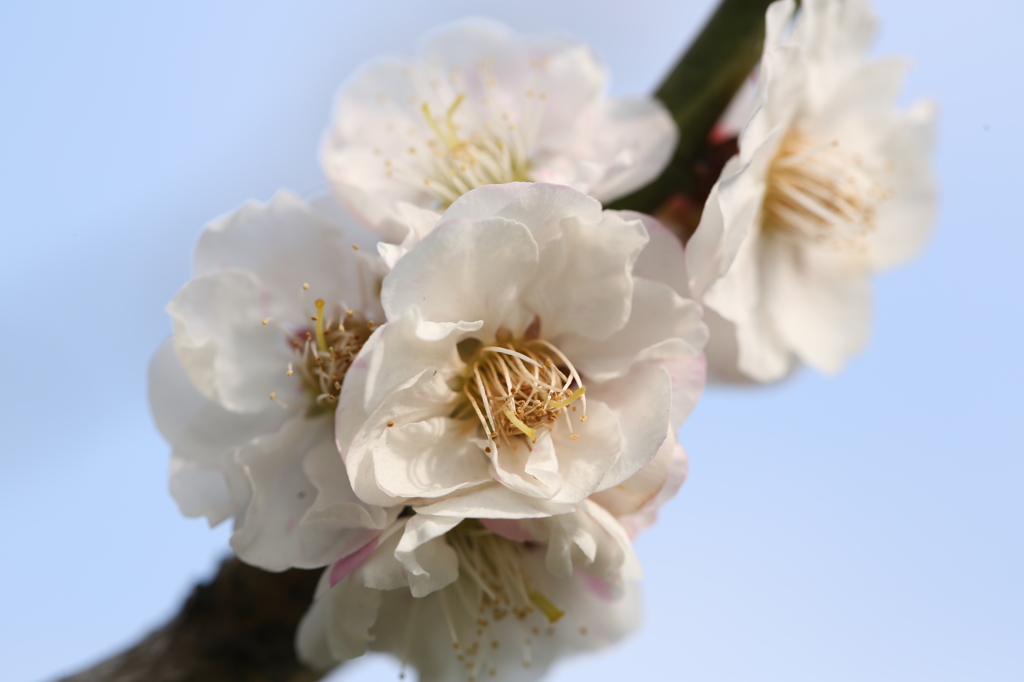 梅　集う
