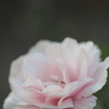 その薔薇は希望