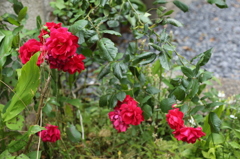 真紅の花達