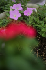 明日の向こう側