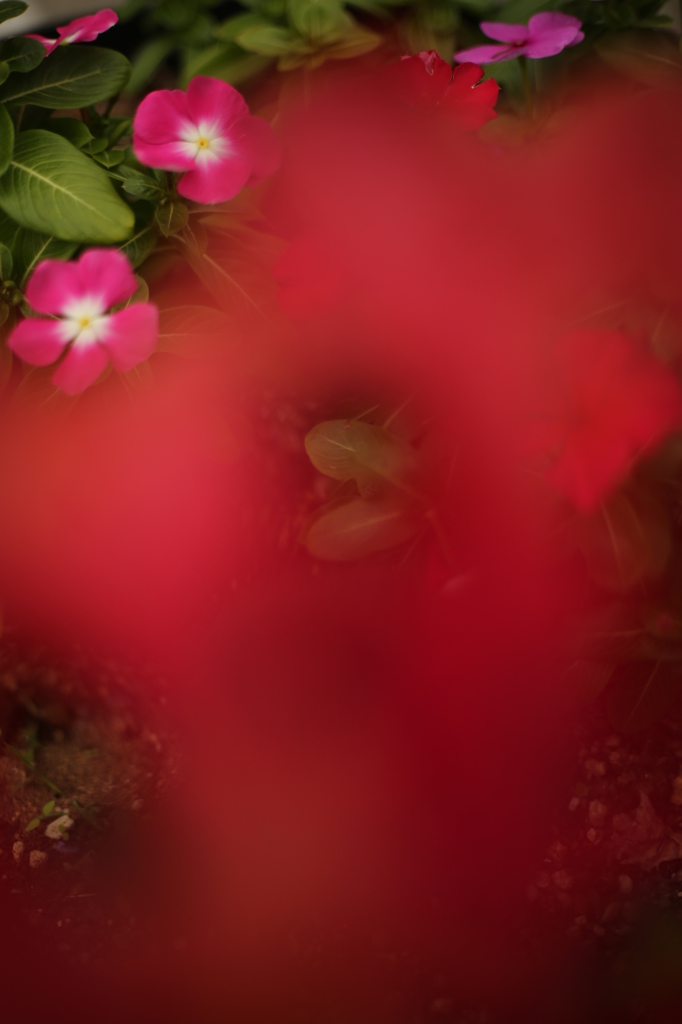 夏の終わりに咲く