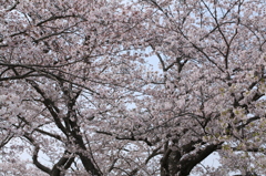 桜よサクラ