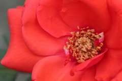 薔薇の園