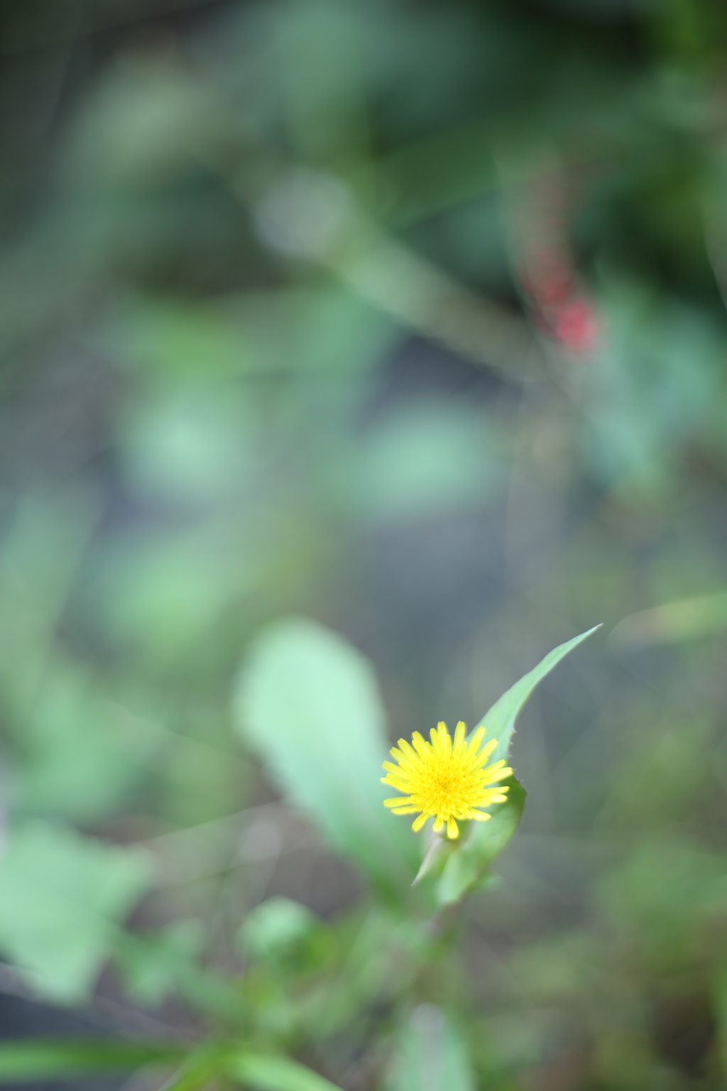 小さな黄色い花