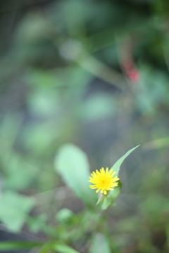 小さな黄色い花