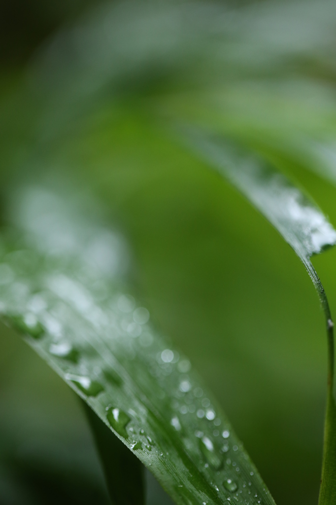 雨あがり