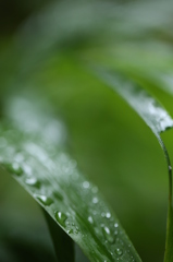 雨あがり