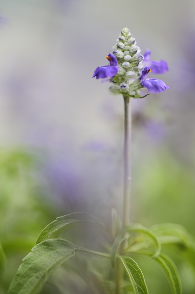 さわやかに咲く