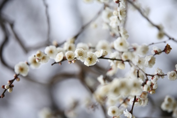 梅の花の語らい