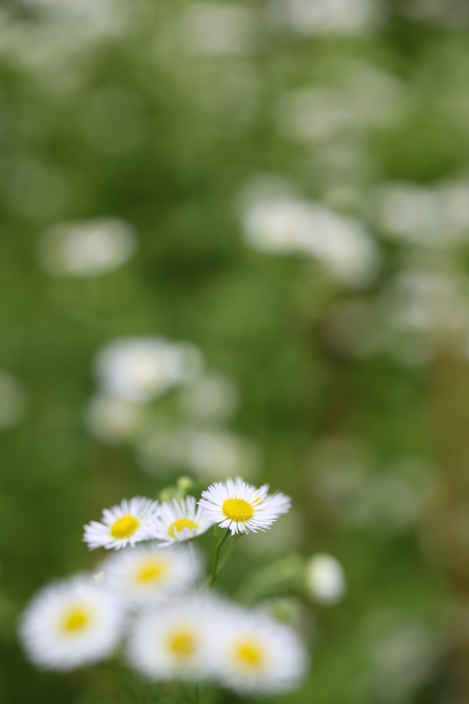 いつか見た希望