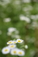 いつか見た希望