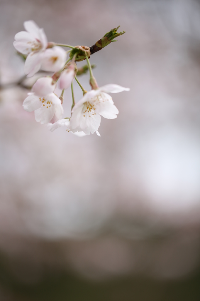 桜が見た夢