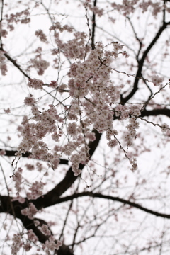 桜よサクラ