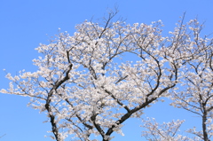 春の日