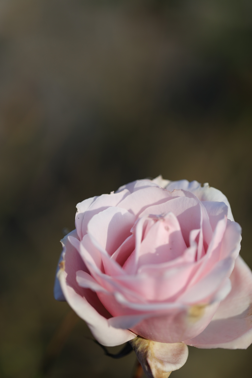 薔薇の希望