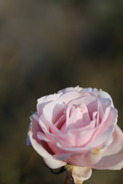薔薇の希望