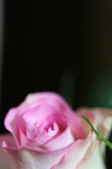 夢みる薔薇
