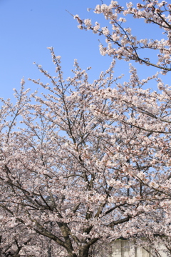 春空に向かって