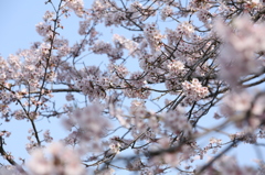 夢見る桜