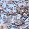 夢見る桜