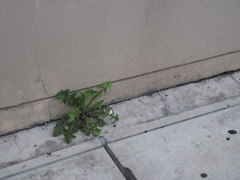 街の中で生きる