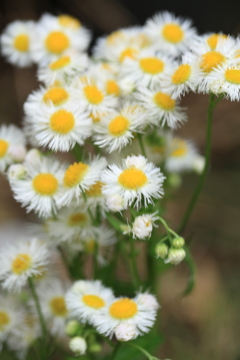 白い花の群衆