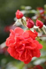 薔薇の想い