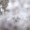 桜の目覚め