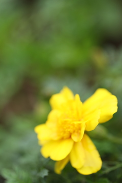 秋を見つめて