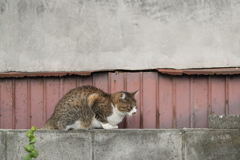 秋の夕方に