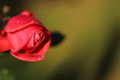 哀愁の薔薇
