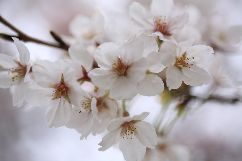 桜の季節