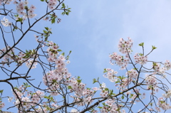 青空と桜