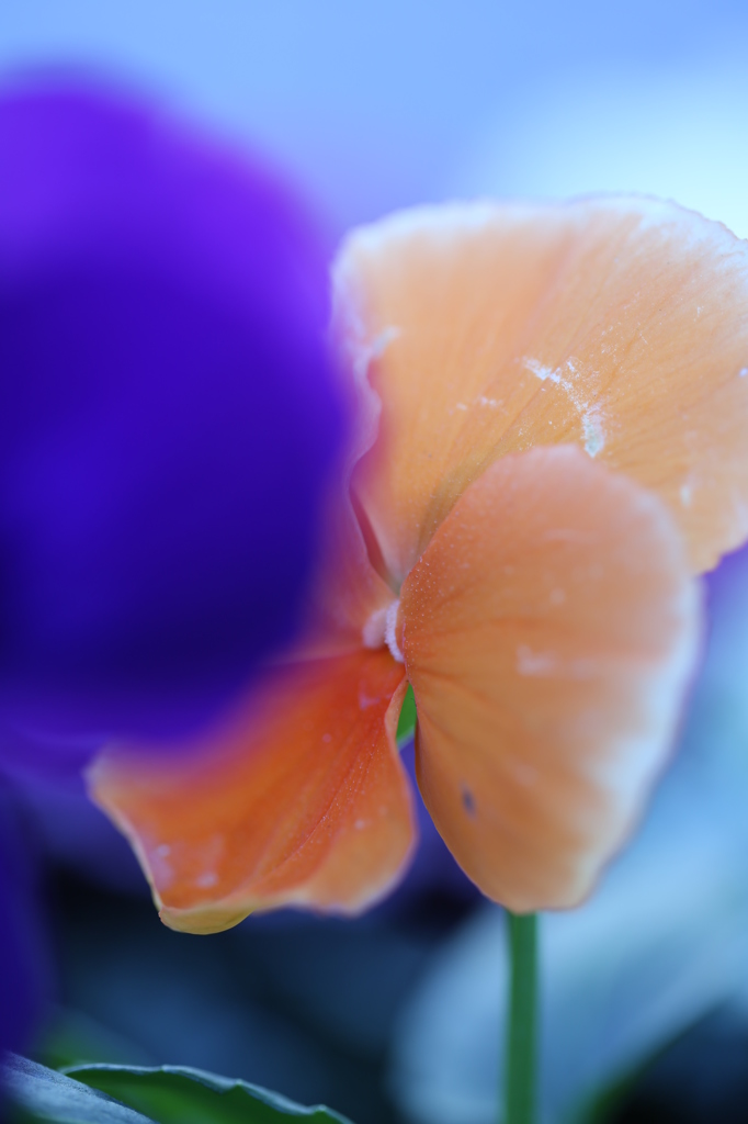 向こう側の幻想