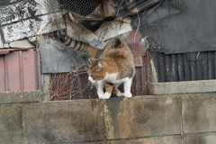 晩秋の日に