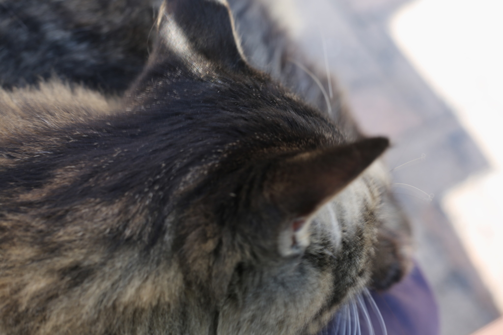 ひざの上の猫