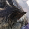 ひざの上の猫