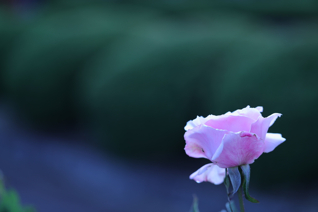 夢で見た花