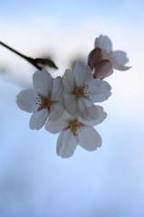桜咲く