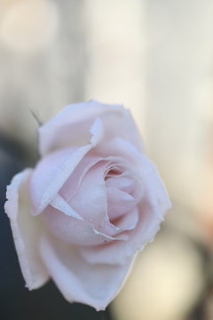 ピンク薔薇