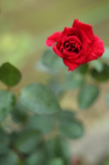 薔薇の花