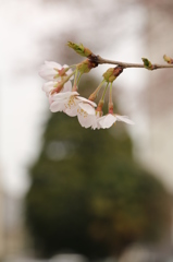 谷間の桜