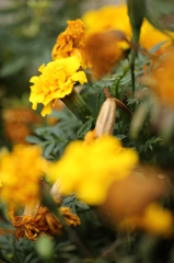 黄色い花様々