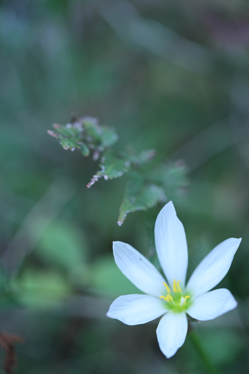 そっと咲く